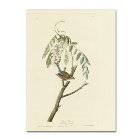 Trademark Fine Art Audubon 'Chipping Sparrowplate 104' Canvas Art, 14x19 AA00123-C1419GG